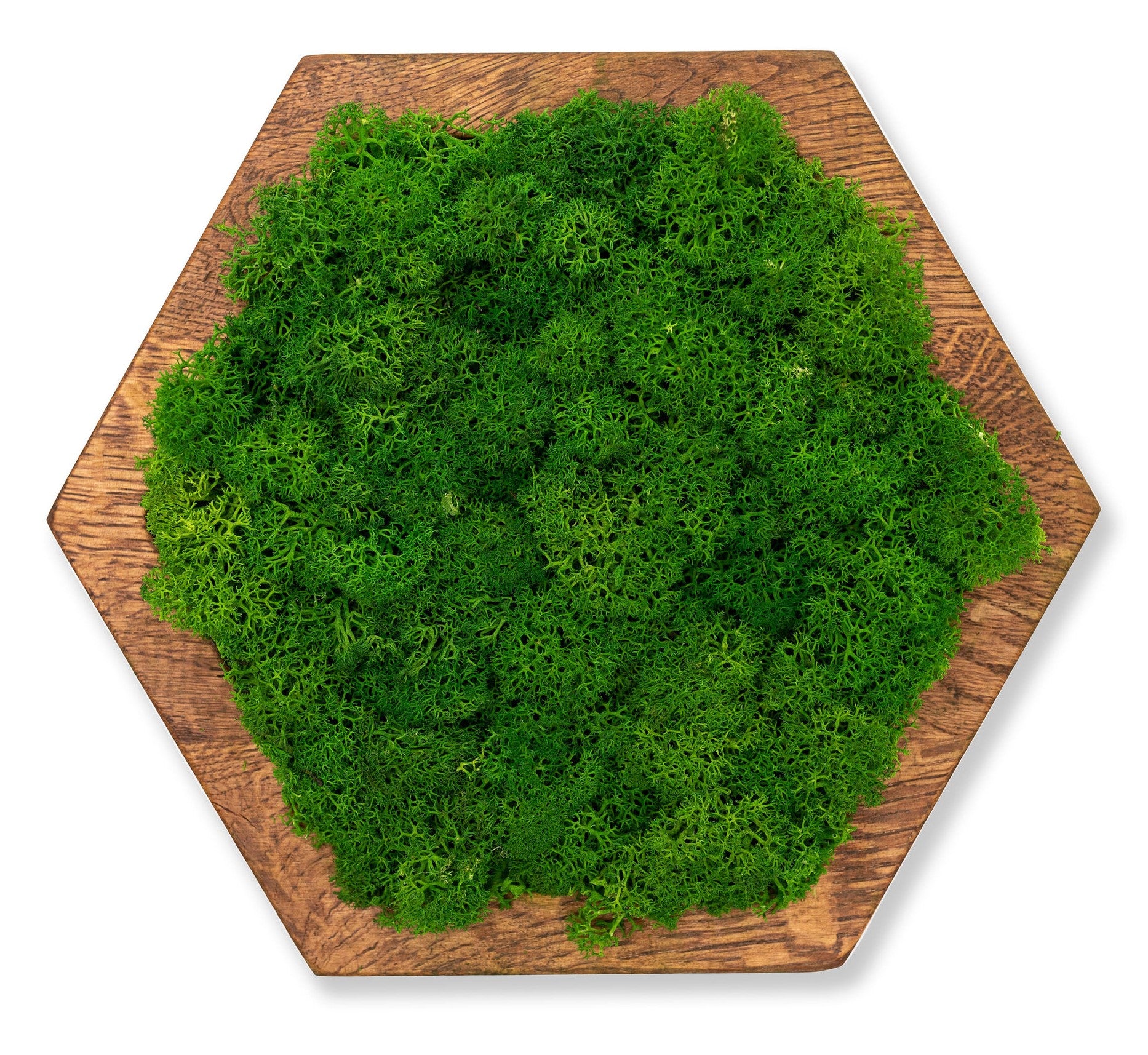 Bright hexagon moss wall panel MAXI