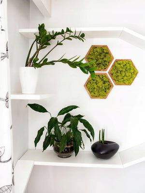 Bright MIDI hexagon moss wall panel