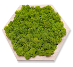 Bright MIDI hexagon moss wall panel