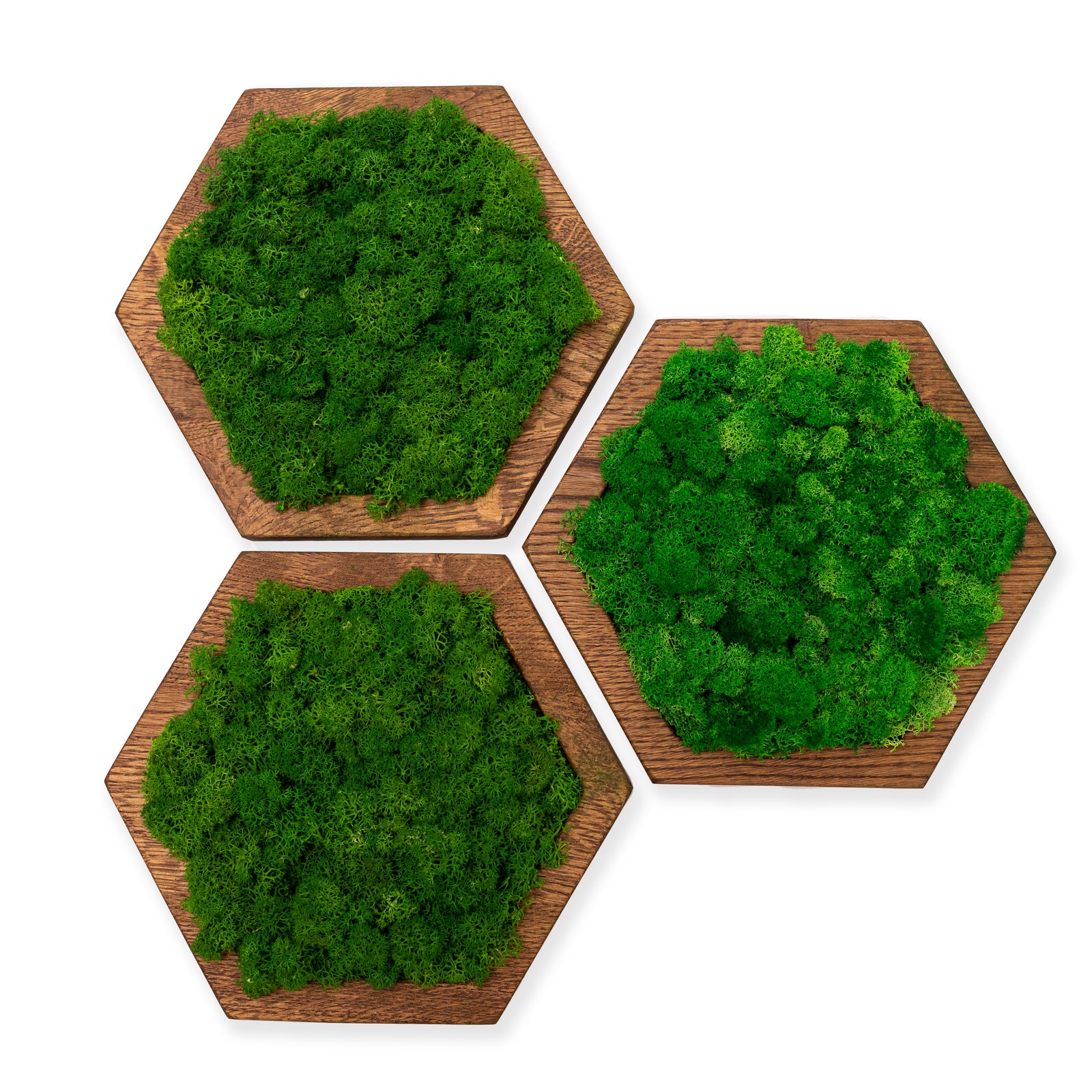 Zestaw 3 paneli ściennych w kolorze kasztan mech chrobotek ciemny MINI