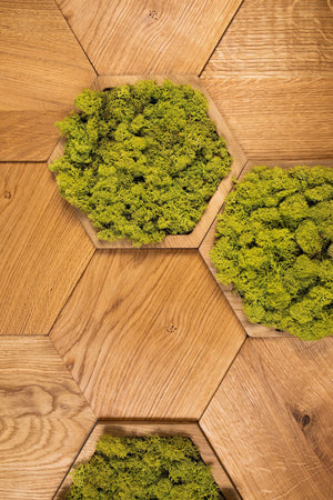 Set of 10 oak panels with 3 MINI moss panels